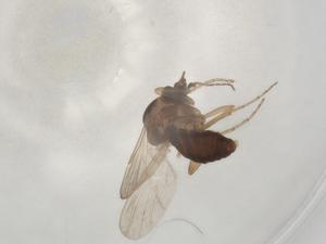  (Forcipomyia kaltenbachi - BIOUG79453-A03)  @11 [ ] CreativeCommons - Attribution (2022) Centre for Biodiversity Genomics Centre for Biodiversity Genomics