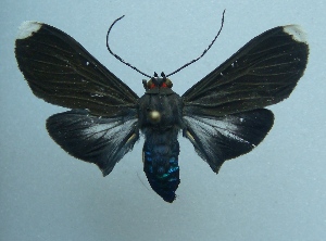  (Episcepsis lenaeus - KLM Lep 03806)  @14 [ ] CreativeCommons  Attribution Non-Commercial Share-Alike (2015) Christian Wieser Landesmuseum K&auml;rnten