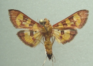  ( - KLM Lep 04024)  @13 [ ] CreativeCommons  Attribution Non-Commercial Share-Alike (2015) Christian Wieser Landesmuseum K&auml;rnten