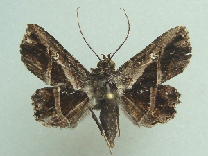  (Helia hermelina - KLM Lep 04442)  @14 [ ] CreativeCommons  Attribution Non-Commercial Share-Alike (2015) Christian Wieser Landesmuseum Kärnten