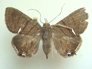  (Dyomyx egista - KLM Lep 04538)  @14 [ ] CreativeCommons  Attribution Non-Commercial Share-Alike (2015) Christian Wieser Landesmuseum K&auml;rnten