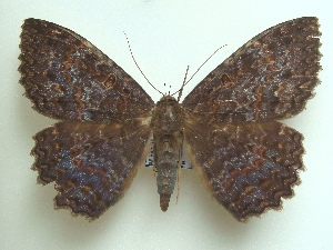  (Letis iphianasse - KLM Lep 04603)  @14 [ ] CreativeCommons  Attribution Non-Commercial Share-Alike (2015) Christian Wieser Landesmuseum Kärnten