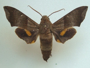  ( - KLM Lep 04758)  @14 [ ] CreativeCommons  Attribution Non-Commercial Share-Alike (2015) Christian Wieser Landesmuseum K&auml;rnten