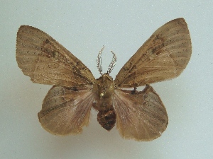  ( - KLM Lep 04832)  @13 [ ] CreativeCommons  Attribution Non-Commercial Share-Alike (2015) Christian Wieser Landesmuseum K&auml;rnten