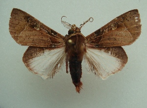  (Desmoloma chironoma - KLM Lep 04833)  @13 [ ] CreativeCommons  Attribution Non-Commercial Share-Alike (2015) Christian Wieser Landesmuseum K&auml;rnten