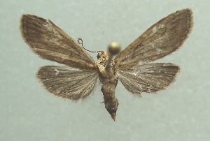  ( - KLM Lep 05632)  @13 [ ] CreativeCommons  Attribution Non-Commercial Share-Alike (2015) Christian Wieser Landesmuseum K&auml;rnten