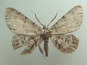  (Glena effusa - KLM Lep 05669)  @13 [ ] CreativeCommons  Attribution Non-Commercial Share-Alike (2015) Christian Wieser Landesmuseum K&auml;rnten