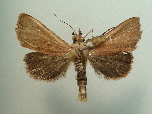  ( - KLM Lep 05790)  @12 [ ] CreativeCommons  Attribution Non-Commercial Share-Alike (2016) Christian Wieser Landesmuseum K&auml;rnten