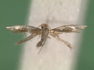  ( - KLM Lep 05943)  @13 [ ] CreativeCommons  Attribution Non-Commercial Share-Alike (2016) Christian Wieser Landesmuseum K&auml;rnten