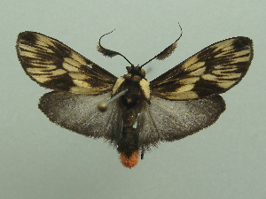  ( - KLM Lep 06579)  @11 [ ] CreativeCommons  Attribution Non-Commercial Share-Alike (2017) Christian Wieser Landesmuseum K&auml;rnten