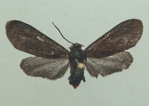  ( - KLM Lep 06666)  @11 [ ] CreativeCommons  Attribution Non-Commercial Share-Alike (2017) Christian Wieser Landesmuseum K&auml;rnten