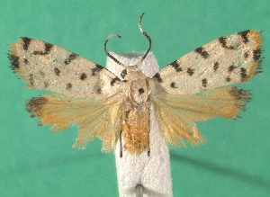  (Epeiromulona thysanata - KLM Lep 06685)  @14 [ ] CreativeCommons  Attribution Non-Commercial Share-Alike (2017) Christian Wieser Landesmuseum K&auml;rnten