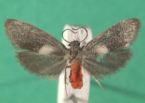  ( - KLM Lep 06712)  @11 [ ] CreativeCommons  Attribution Non-Commercial Share-Alike (2017) Christian Wieser Landesmuseum K&auml;rnten