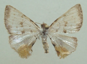  (Berberodes fulvicomosa - KLM Lep 06768)  @14 [ ] CreativeCommons  Attribution Non-Commercial Share-Alike (2017) Christian Wieser Landesmuseum Kärnten