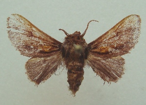  ( - KLM Lep 06876)  @12 [ ] CreativeCommons  Attribution Non-Commercial Share-Alike (2017) Christian Wieser Landesmuseum K&auml;rnten