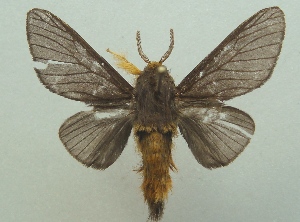  (Thoscora pellucida - KLM Lep 06889)  @13 [ ] CreativeCommons  Attribution Non-Commercial Share-Alike (2017) Christian Wieser Landesmuseum Kärnten