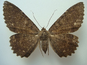  (Letis scops - KLM Lep 06936)  @14 [ ] CreativeCommons  Attribution Non-Commercial Share-Alike (2017) Christian Wieser Landesmuseum Kärnten