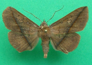  ( - KLM Lep 06947)  @11 [ ] CreativeCommons  Attribution Non-Commercial Share-Alike (2017) Christian Wieser Landesmuseum K&auml;rnten