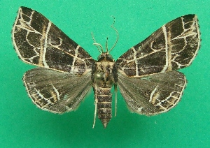  ( - KLM Lep 06979)  @11 [ ] CreativeCommons  Attribution Non-Commercial Share-Alike (2017) Christian Wieser Landesmuseum K&auml;rnten