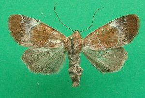  ( - KLM Lep 06998)  @11 [ ] CreativeCommons  Attribution Non-Commercial Share-Alike (2017) Christian Wieser Landesmuseum K&auml;rnten