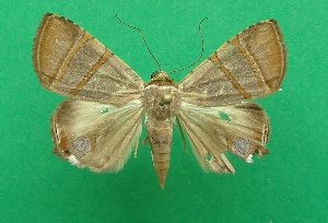  ( - KLM Lep 07017)  @11 [ ] CreativeCommons  Attribution Non-Commercial Share-Alike (2017) Christian Wieser Landesmuseum K&auml;rnten