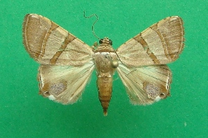  ( - KLM Lep 07019)  @11 [ ] CreativeCommons  Attribution Non-Commercial Share-Alike (2017) Christian Wieser Landesmuseum K&auml;rnten