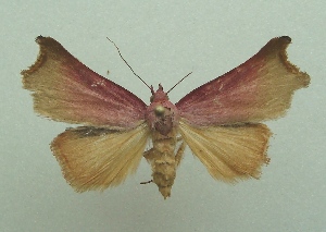  ( - KLM Lep 07033)  @11 [ ] CreativeCommons  Attribution Non-Commercial Share-Alike (2017) Christian Wieser Landesmuseum K&auml;rnten