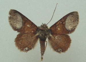  ( - KLM Lep 07037)  @12 [ ] CreativeCommons  Attribution Non-Commercial Share-Alike (2017) Christian Wieser Landesmuseum K&auml;rnten