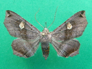  ( - KLM Lep 07047)  @11 [ ] CreativeCommons  Attribution Non-Commercial Share-Alike (2017) Christian Wieser Landesmuseum K&auml;rnten