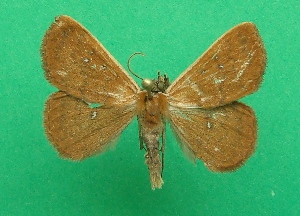  ( - KLM Lep 07076)  @11 [ ] CreativeCommons  Attribution Non-Commercial Share-Alike (2017) Christian Wieser Landesmuseum K&auml;rnten