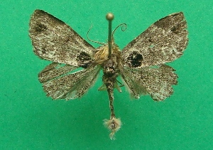  ( - KLM Lep 07086)  @12 [ ] CreativeCommons  Attribution Non-Commercial Share-Alike (2017) Christian Wieser Landesmuseum K&auml;rnten