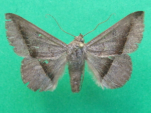  ( - KLM Lep 07118)  @13 [ ] CreativeCommons  Attribution Non-Commercial Share-Alike (2017) Christian Wieser Landesmuseum K&auml;rnten