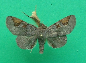  ( - KLM Lep 07131)  @13 [ ] CreativeCommons  Attribution Non-Commercial Share-Alike (2017) Christian Wieser Landesmuseum K&auml;rnten