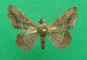  (Hemeroplanis parvipuncta - KLM Lep 07167)  @11 [ ] CreativeCommons  Attribution Non-Commercial Share-Alike (2017) Christian Wieser Landesmuseum Kärnten