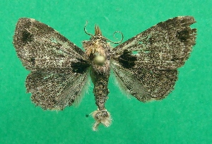  (Metalectra verrucata - KLM Lep 07214)  @14 [ ] CreativeCommons  Attribution Non-Commercial Share-Alike (2017) Christian Wieser Landesmuseum K&auml;rnten