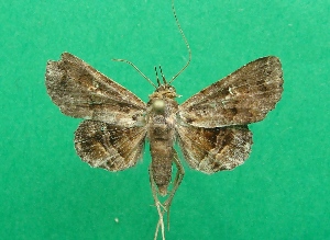  ( - KLM Lep 07218)  @11 [ ] CreativeCommons  Attribution Non-Commercial Share-Alike (2017) Christian Wieser Landesmuseum K&auml;rnten