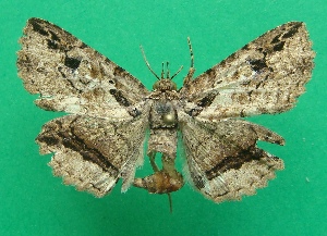  ( - KLM Lep 07344)  @11 [ ] CreativeCommons  Attribution Non-Commercial Share-Alike (2017) Christian Wieser Landesmuseum K&auml;rnten