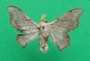  (Lacosoma puniceum - KLM Lep 07404)  @14 [ ] CreativeCommons  Attribution Non-Commercial Share-Alike (2017) Christian Wieser Landesmuseum Kärnten