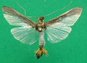  ( - KLM Lep 07494)  @11 [ ] CreativeCommons  Attribution Non-Commercial Share-Alike (2017) Christian Wieser Landesmuseum K&auml;rnten