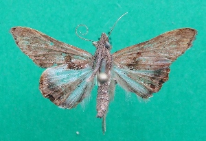  ( - KLM Lep 07529)  @12 [ ] CreativeCommons  Attribution Non-Commercial Share-Alike (2017) Christian Wieser Landesmuseum Kärnten