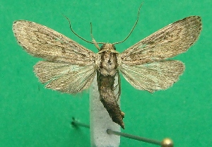  ( - KLM Lep 07742)  @11 [ ] CreativeCommons - Attribution Non-Commercial Share-Alike (2017) Christian Wieser Landesmuseum K&auml;rnten