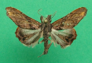  ( - KLM Lep 07836)  @12 [ ] CreativeCommons  Attribution Non-Commercial Share-Alike (2017) Christian Wieser Landesmuseum Kärnten