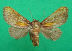  ( - KLM Lep 08229)  @12 [ ] CreativeCommons  Attribution Non-Commercial Share-Alike (2017) Christian Wieser Landesmuseum K&auml;rnten