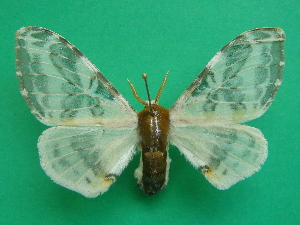  ( - KLM Lep 08266)  @13 [ ] CreativeCommons  Attribution Non-Commercial Share-Alike (2017) Christian Wieser Landesmuseum K&auml;rnten