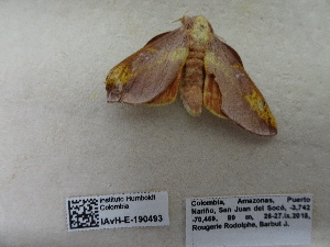  ( - IAvH-E-190493)  @11 [ ] Copyright (2019) Rodolphe Rougerie Museum national d'Histoire naturelle