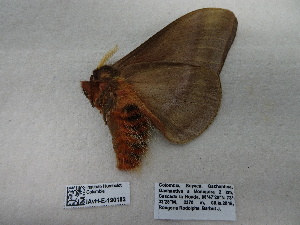  ( - IAvH-E-190182)  @11 [ ] Copyright (2019) Rodolphe Rougerie Museum national d'Histoire naturelle