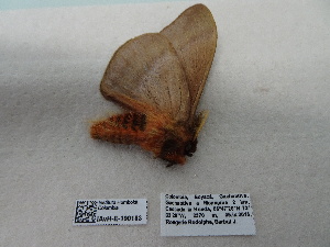  ( - IAvH-E-190183)  @11 [ ] Copyright (2019) Rodolphe Rougerie Museum national d'Histoire naturelle