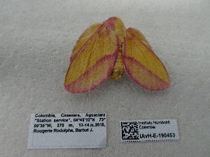  ( - IAvH-E-190453)  @11 [ ] Copyright (2019) Rodolphe Rougerie Museum national d'Histoire naturelle