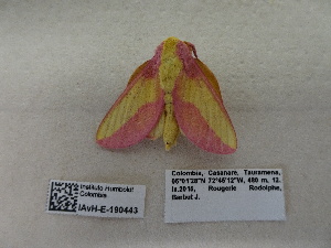  ( - IAvH-E-190443)  @11 [ ] Copyright (2019) Rodolphe Rougerie Museum national d'Histoire naturelle