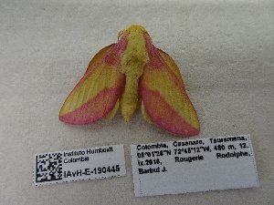  ( - IAvH-E-190445)  @11 [ ] Copyright (2019) Rodolphe Rougerie Museum national d'Histoire naturelle